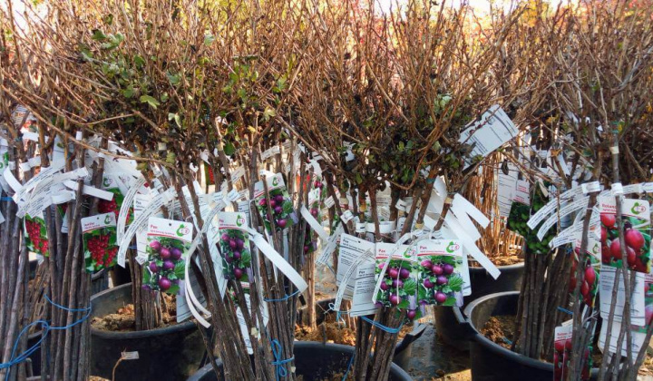 Fotka - KOHAPLANT - 16.3.2026 o 08:00 v Smilne